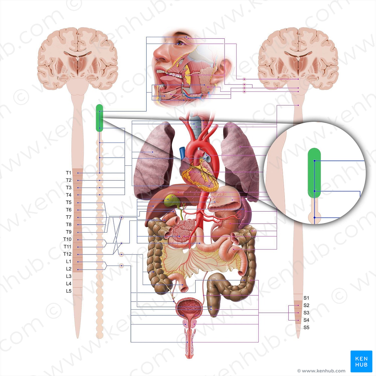 Superior cervical ganglion (18589) Kenhub Image License Store