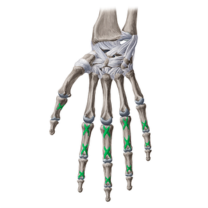 Cruciform ligaments of fingers (#20651)