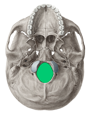 Foramen magnum (#3757)