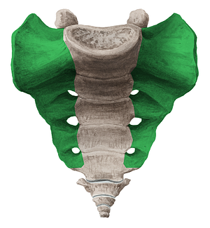 Ala of sacrum (#617)