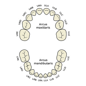 Alphanumeric Notation (deciduous teeth) (Latin)