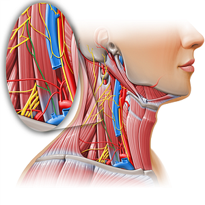 Phrenic nerve (#11144)