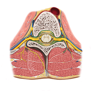 Recurrent meningeal branches of spinal nerve (#8506)