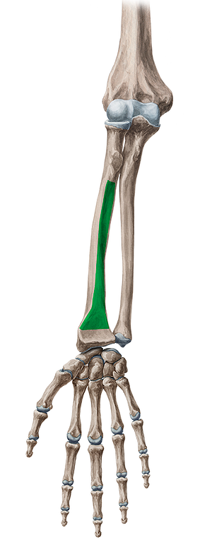 Anterior surface of radius (#3446)