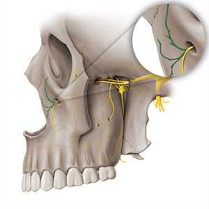 Nasal branches of infraorbital nerve (#18516)
