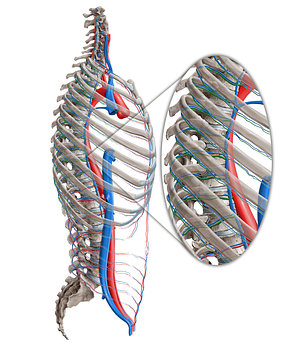 Posterior intercostal artery (#1157)