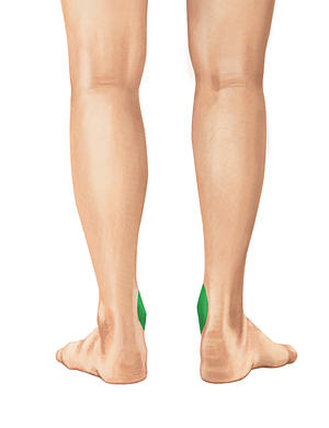 Medial malleolus of tibia (#4895)