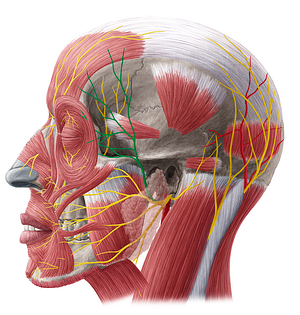 Temporal branches of facial nerve (#8572)