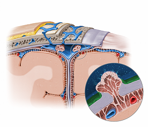Dural border cell layer (#11583)