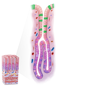Surface mucous cells (#21634)