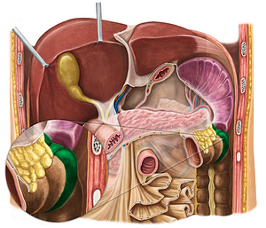 Left colic flexure (#3694)