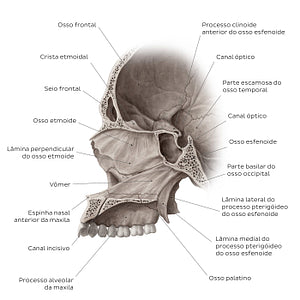 Midsagittal skull (with septum) (Portuguese)