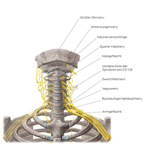 Nerves of the neck (German)