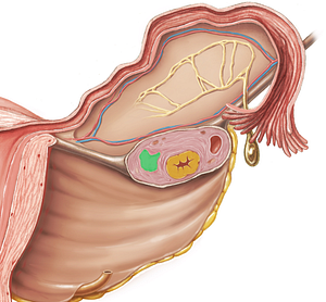 Corpus albicans (#2886)