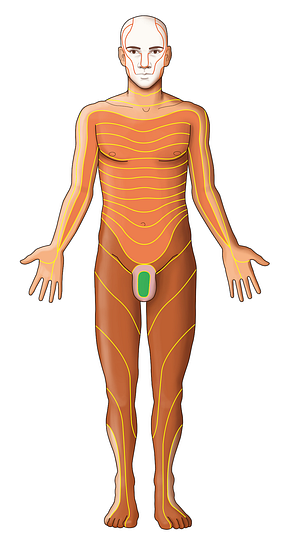 S3 dermatome (#13078)