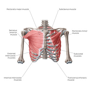 Muscles of thoracic wall (Anterior view) (English)