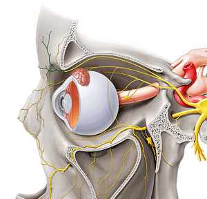 Supratrochlear nerve (#6802)