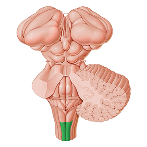 Gracile fasciculus (#3600)