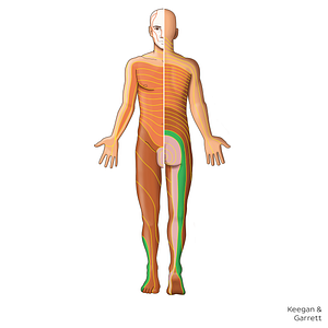 S1 dermatome (#20847)