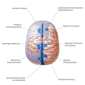 Meninges of the brain (superior view) (German)