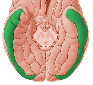 Inferior temporal gyrus (#4209)