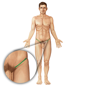 Inguinal ligament (#19814)