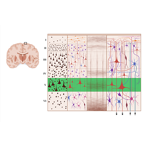 Internal pyramidal layer of cerebral cortex (#18935)