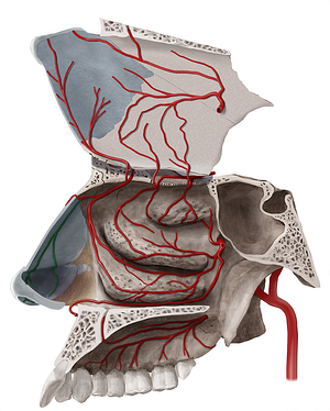 Lateral nasal branch of facial artery (#8758)