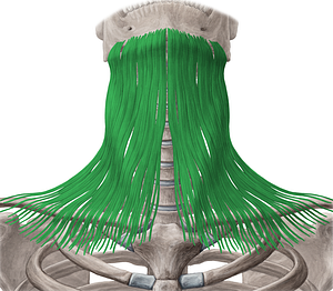 Platysma muscle (#7939)
