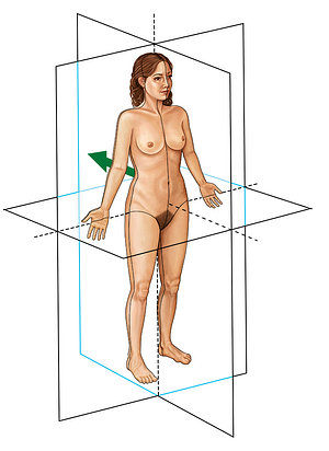 Posterior (dorsal) (#3281)