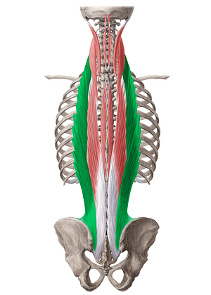 Iliocostalis muscle (#19000)