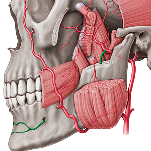 Inferior alveolar artery (#876)