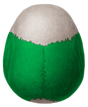 Parietal bone (#7464)