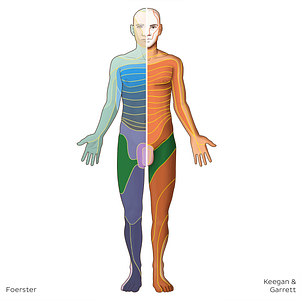 L2 dermatome (#20791)