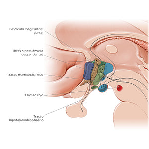 Hypothalamus: tracts (Spanish)