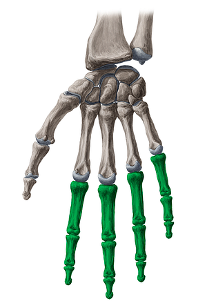 2nd-5th fingers (#203)