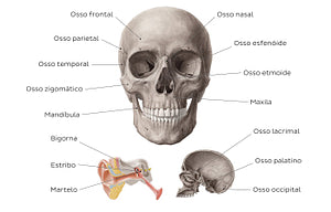 Main bones of the head (Portuguese)