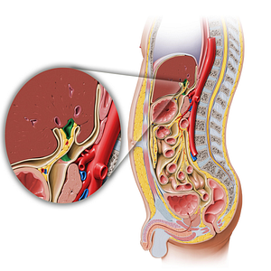 Hepatic portal vein (#10476)