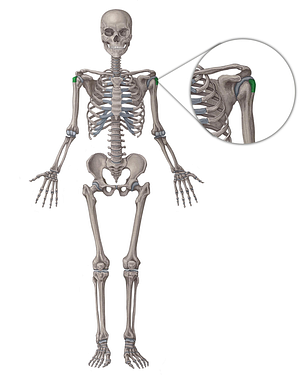 Greater tubercle of humerus (#9733)