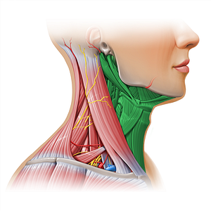 Anterior triangle of neck (#11166)