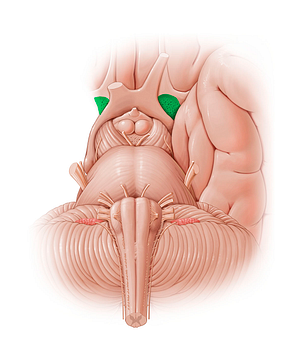 Anterior perforated substance (#12791)
