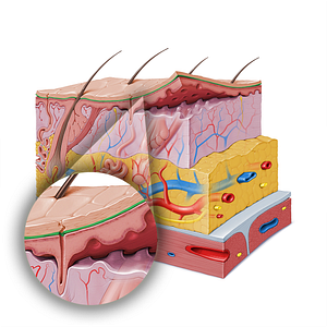 Stratum lucidum of epidermis (#20128)