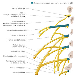 Lumbar plexus (Spanish)