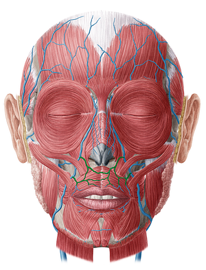 Superior labial vein (#10382)