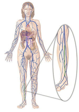 Anterior tibial vein (#10656)