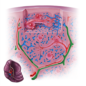 Trabecular vein of spleen (#18147)