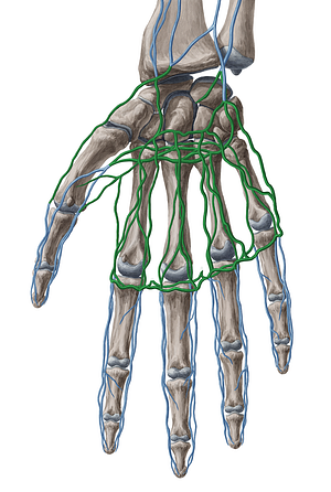 Superficial and deep palmar venous arches (#857)