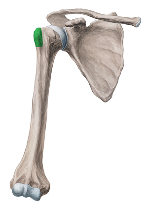 Greater tubercle of humerus (#9734)