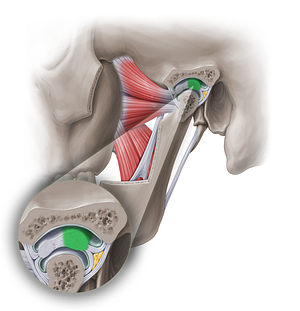 Posterior band of articular disc of temporomandibular joint (#18959)