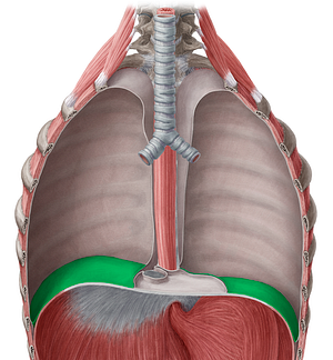 Diaphragmatic part of parietal pleura (#7701)